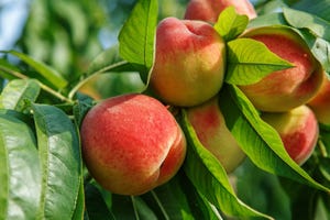 peach-tree-branch-GettyImages-487108272.jpg