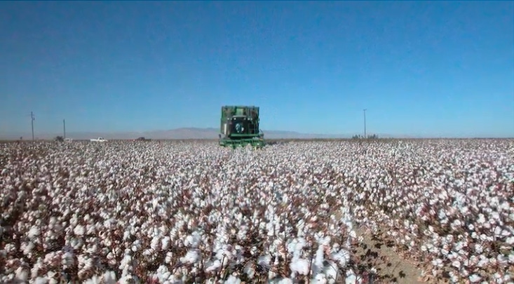 WFP-UC-cotton.png WFP-UC-cotton.png