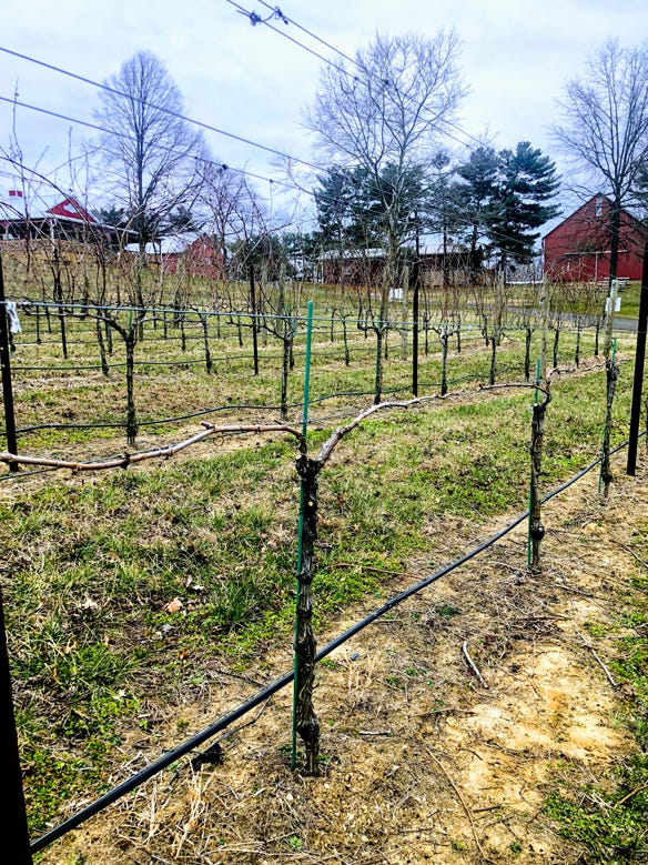 pruned vines in vineyard