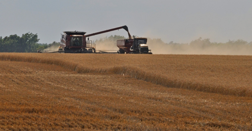 Wheat being harvested in field.