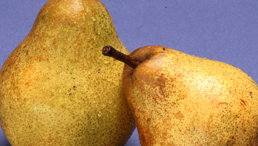 WFP-ARS-pears.jpg