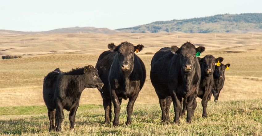 Beef cattle in field