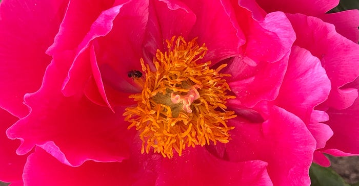 pink peony up close pink peony up close