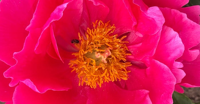 pink peony up close