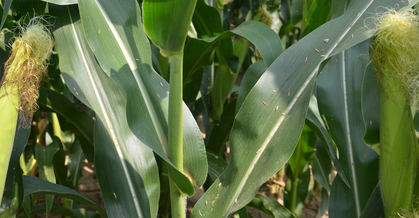 closeup of cornstalks and ears with silks in field