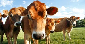 A herd of Jersey cows out in a field looking directly at the camera