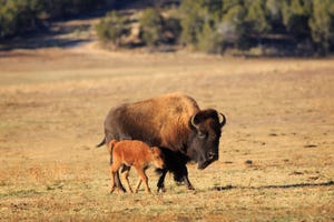 A bison cow and her calf