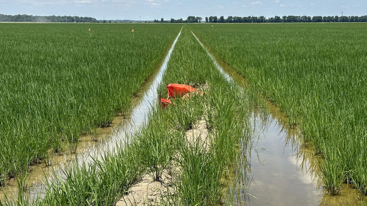 Irrigatin On Rice Rice farmers use irrigation data for carbon credits and premium prices