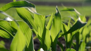 DNA knowledge boosts crop yields