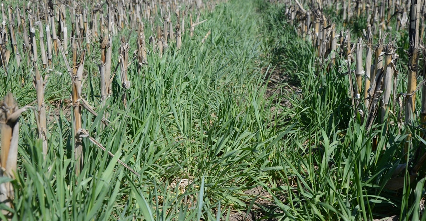 cover crops in field between corn crop