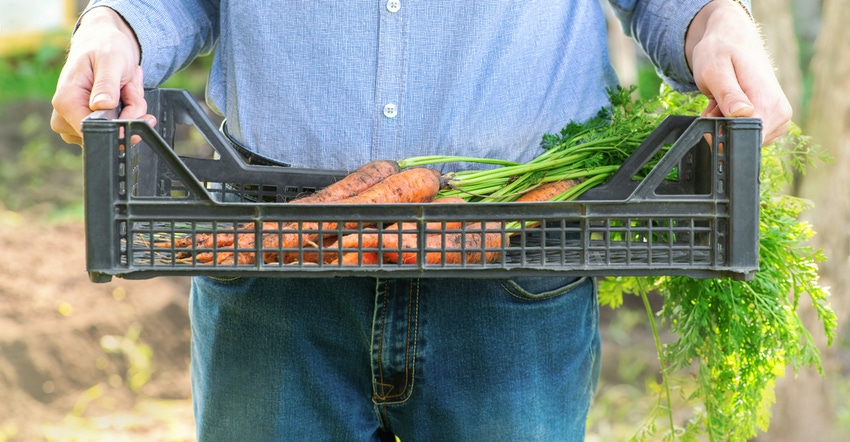 man holding tray with carrots on it