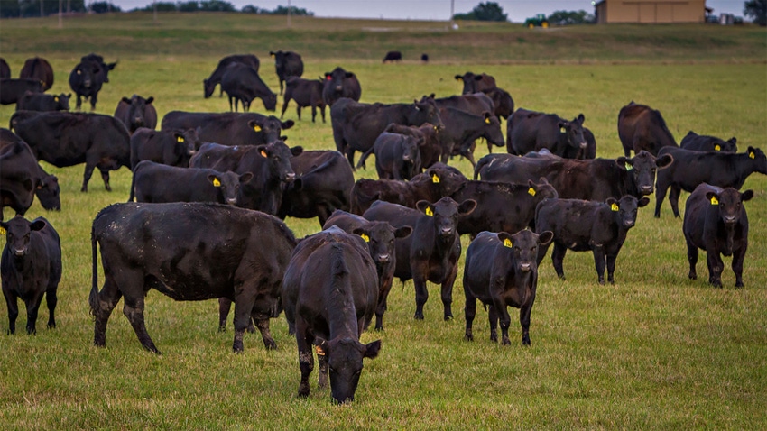 A group of Angus cows grazing in a field