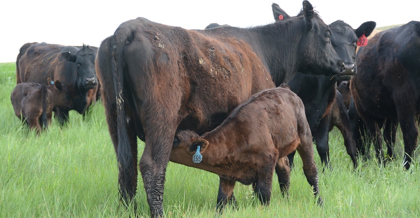 calf nurses in a pasture