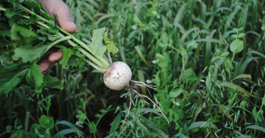  forage turnip