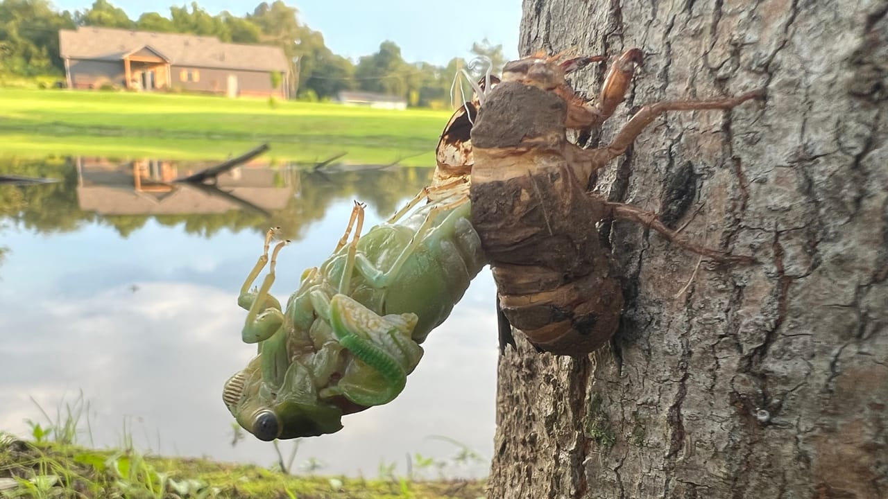 5 stories on insects and other pests to watch for