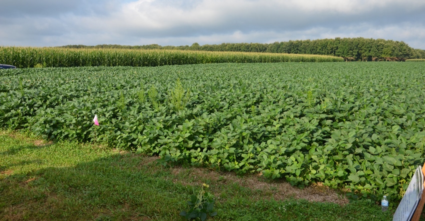 soybean field soybean field