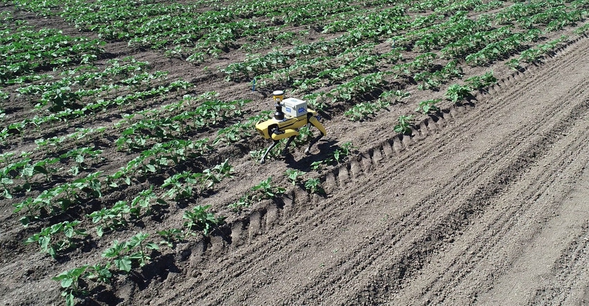 Anatoly, a Boston Dynamics robot, walks crop rows