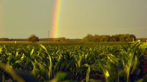 A rainbow behind a cornfield