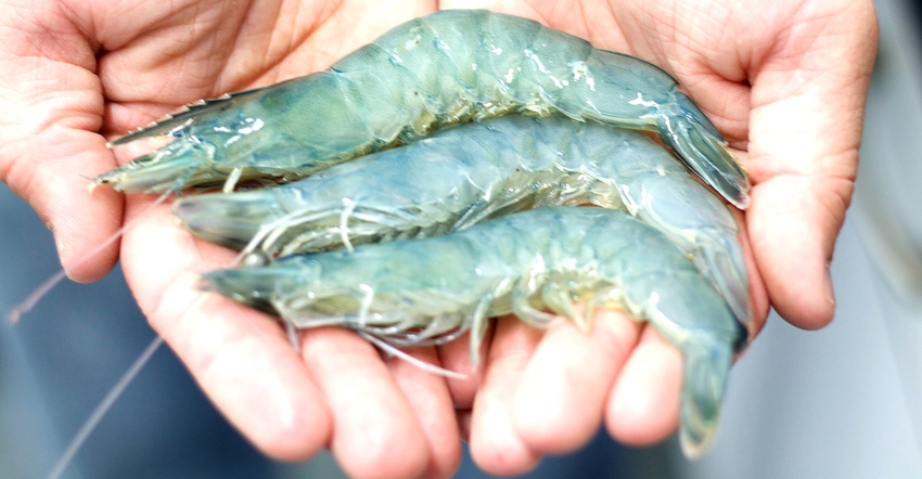 3 shrimp in cupped hands