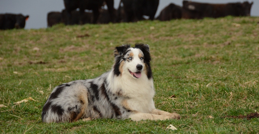 Prairie Farmer farm dog winner