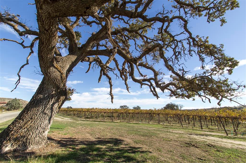 California grape growers approve assessment to battle Glassy Winged