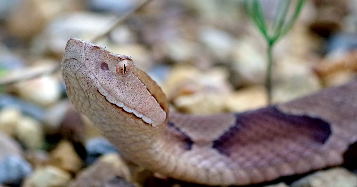 Warmer Python Snake Snakes on move with warmer weather