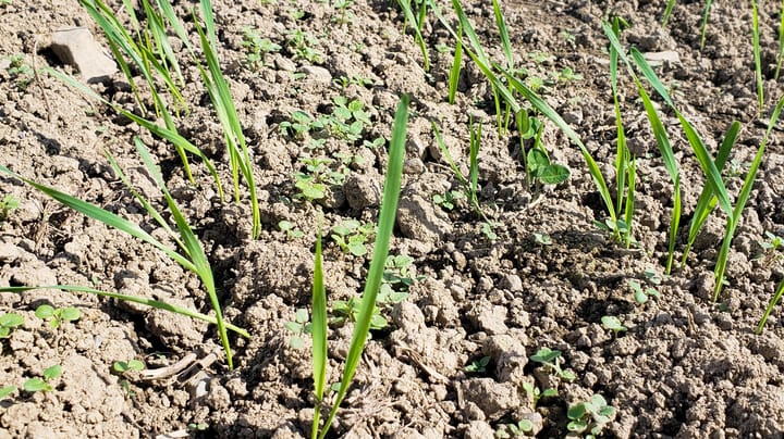 Why fall is best window for small-grain weed control