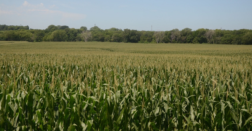 Corn field Corn field