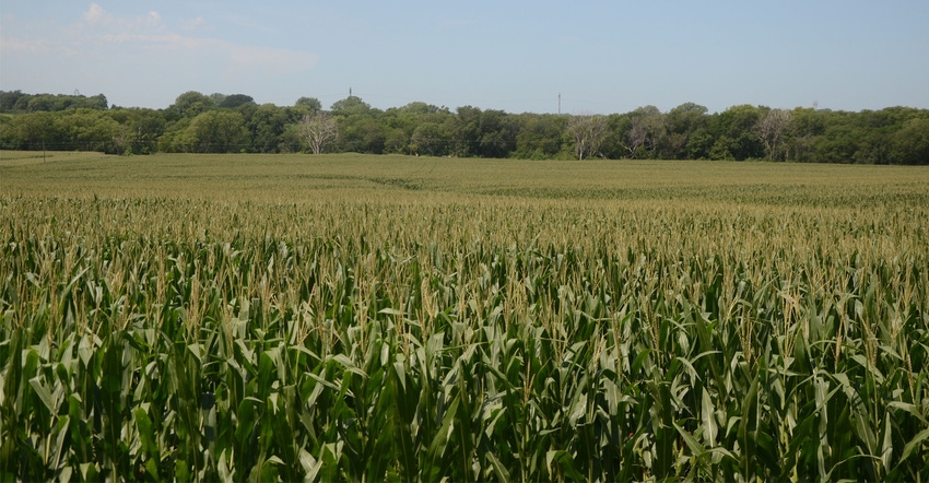 Corn field