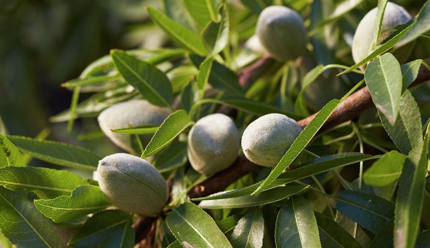 Almonds growing