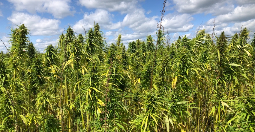 hemp plants