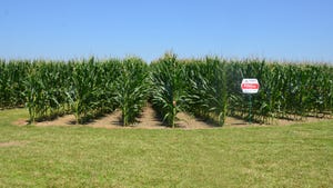 rows of corn and Pioneer hybrid sign against blue sky