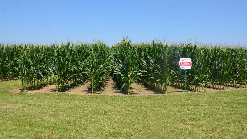 rows of corn and Pioneer hybrid sign against blue sky rows of corn and Pioneer hybrid sign against blue sky