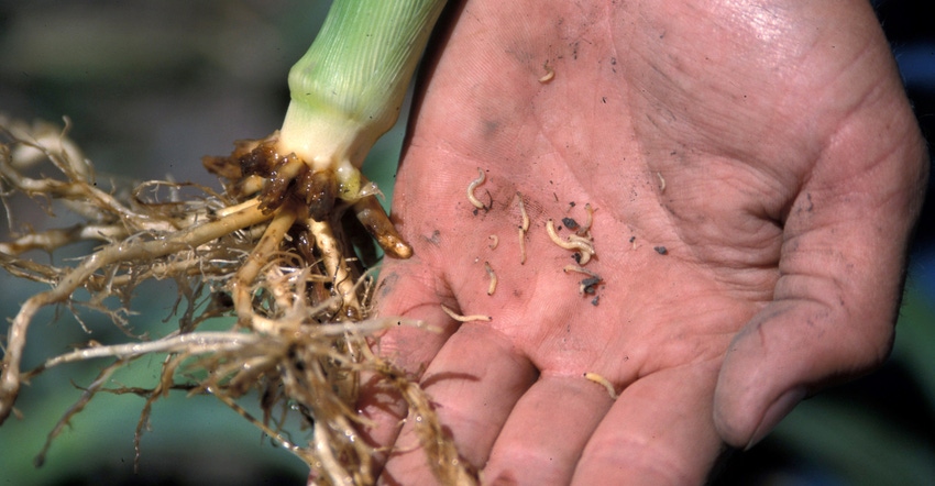 hand holding cornstalk and corn rootworms