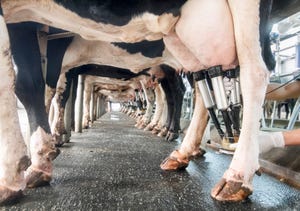 dairy cows being milked milking parlor milkers holstien