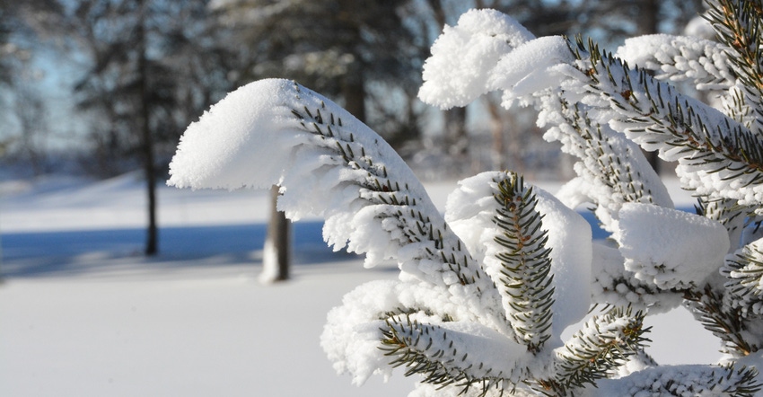 Wet snow clings to an evergreen on Midwest farm