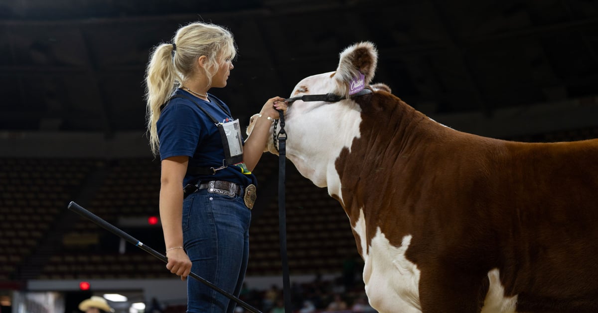 FFA Star Farmer builds competitive show cattle genetics at 18
