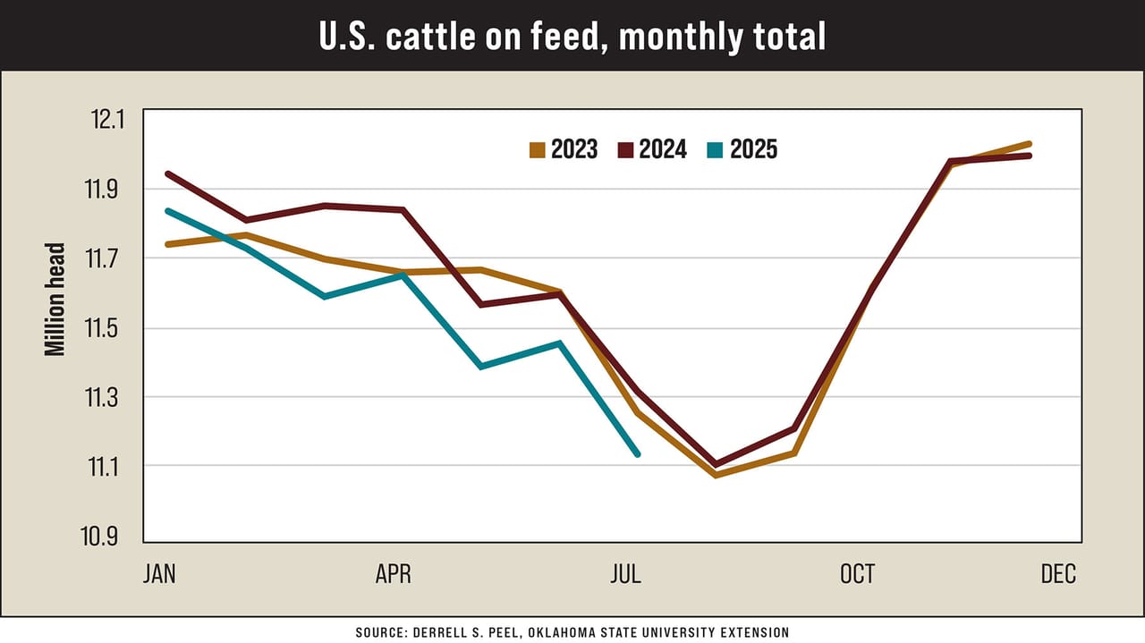 Store Cattle Graph Cattle market outlook: Strong prices expected through 2026
