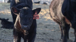 calf with an ear tag