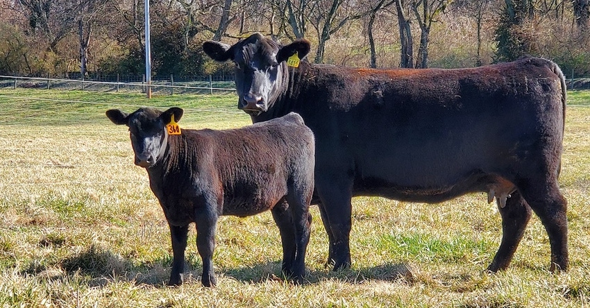 cow calf pair