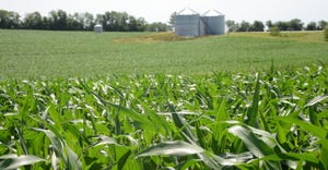 close up of corn field and grain silos in background