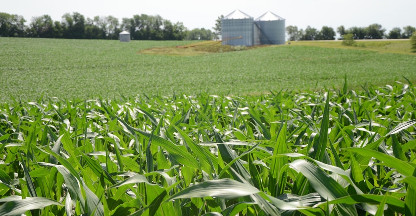 close up of corn field and grain silos in background