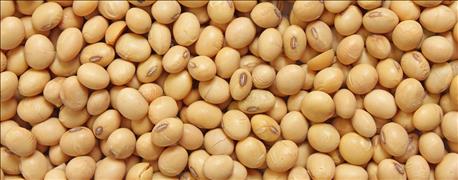 soybeans_soar_very_bullish_2016_stocks_forecast_1_635984752272010131.jpg