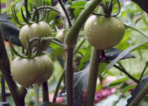 brad-haire-farm-press-tomatoes-15-aa.jpg