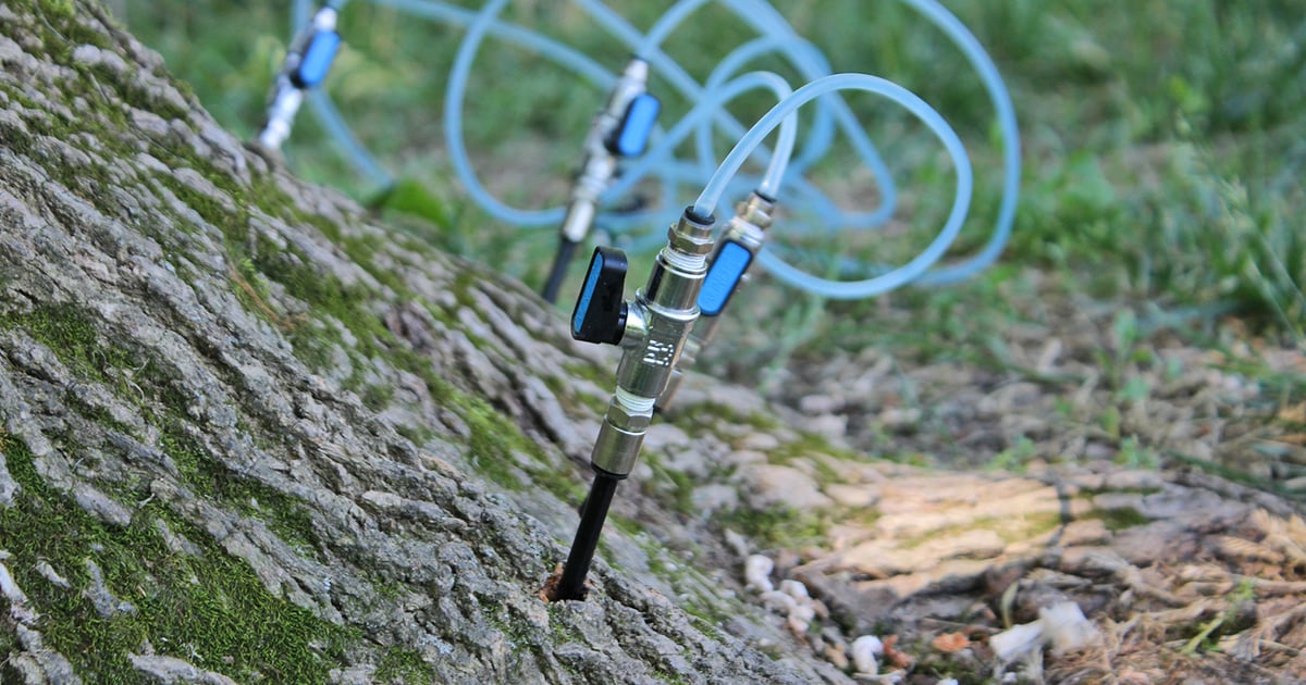 A look at how to give an ash tree an IV | Farm Progress