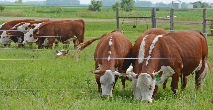 Hereford cattle grazing