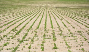 drought soybean field