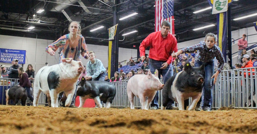 Junior competitors show their hogs