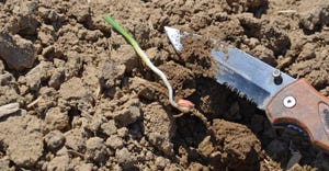 seedling laying near knife in dirt