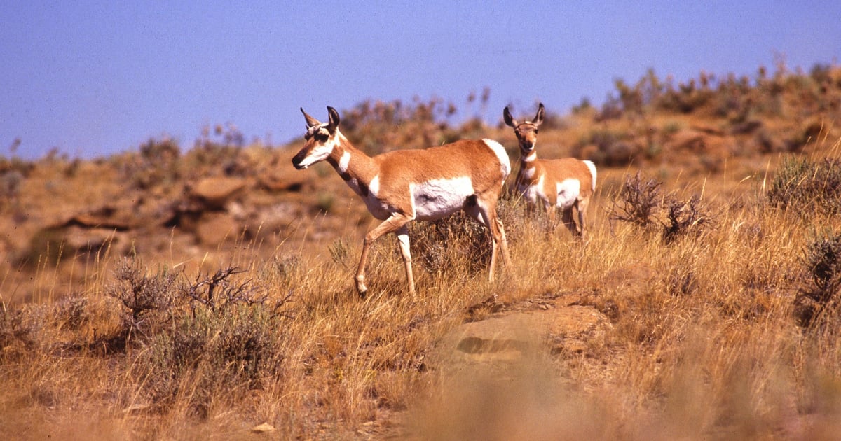 Rangeland symposium to discuss climate, wildfires